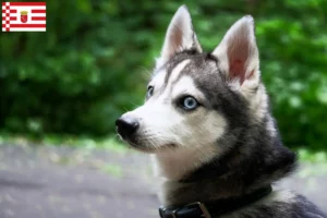 Read more about the article Alaskan Klee Kai crescător și căței în Bremen