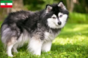 Read more about the article Alaskan Klee Kai crescători și căței în North Rhine-Westphalia