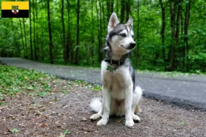 Read more about the article Alaskan Klee Kai crescători și căței în Saxony-Anhalt