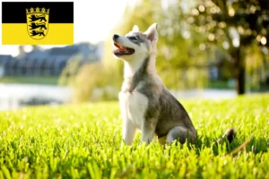 Read more about the article Alaskan Klee Kai crescători și căței în Baden-Württemberg