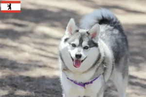 Read more about the article Alaskan Klee Kai crescător și căței în Berlin