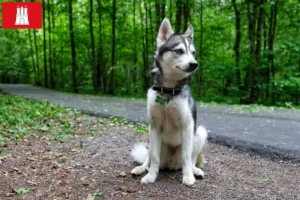 Read more about the article Alaskan Klee Kai crescător și căței în Hamburg