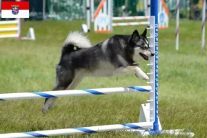 Read more about the article Alaskan Klee Kai crescător și căței în Hessen
