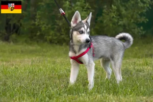 Read more about the article Alaskan Klee Kai crescător și căței în Saarland