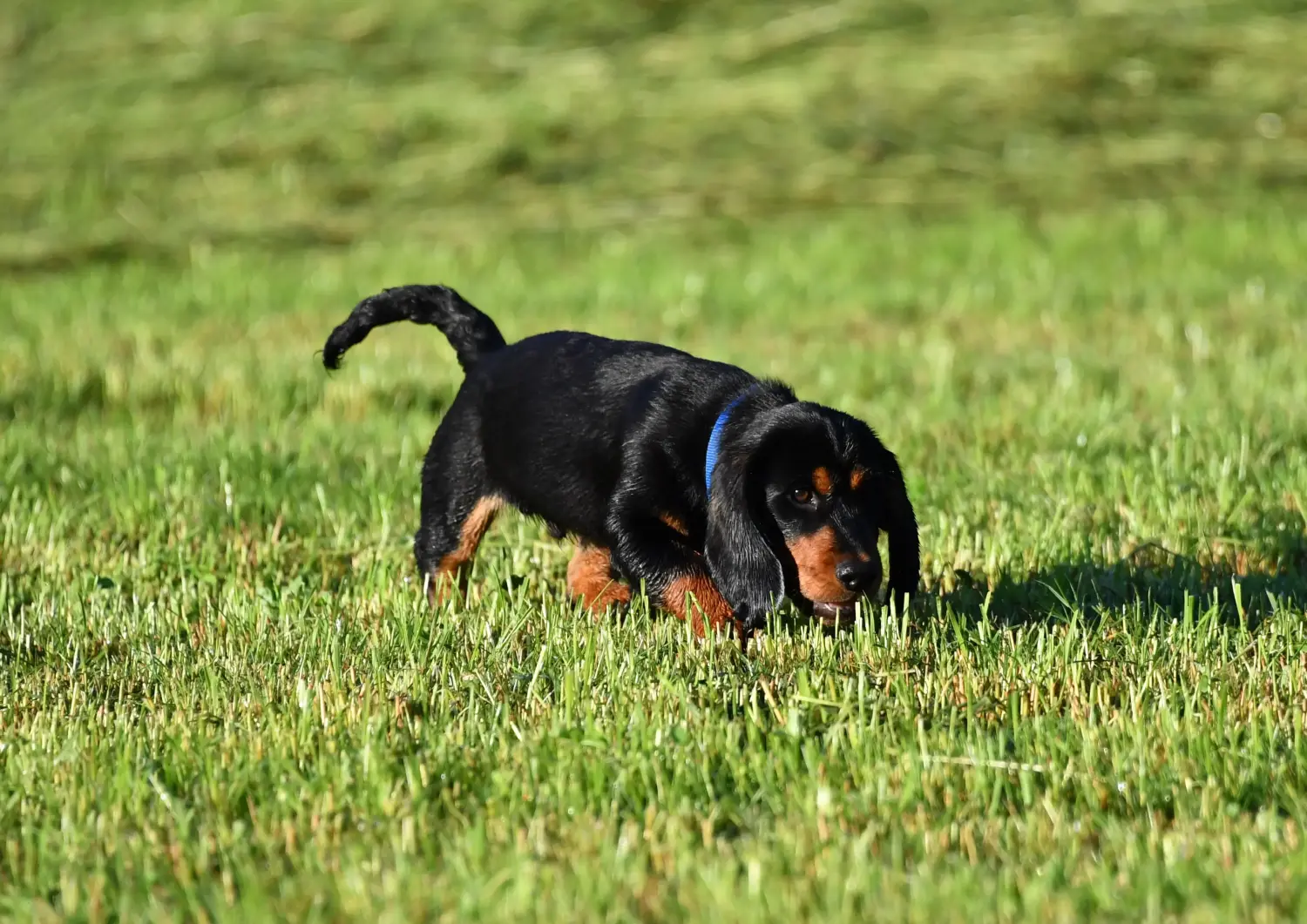 Cumpărarea unui cățel Alpine Dachsbracke înseamnă asumarea responsabilității! Cumpărați cățeluși Alpine Dachsbracke.