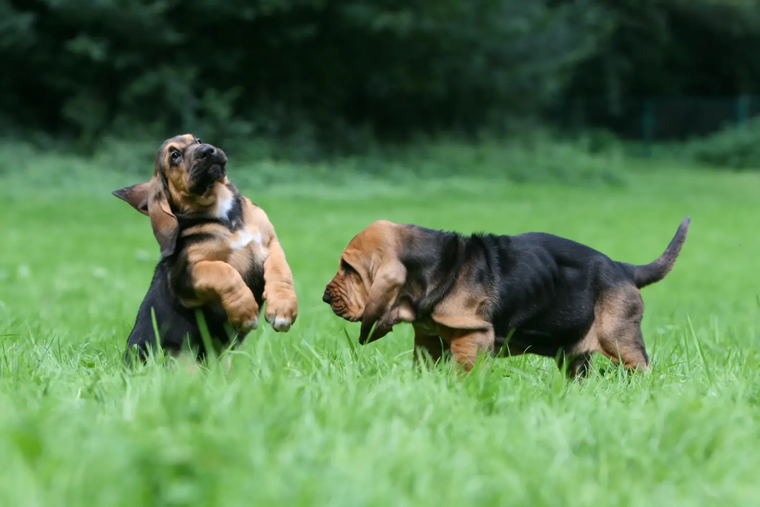 Cumpărarea unui cățel Bloodhound înseamnă asumarea responsabilității! Cumpărați cățeluși Bloodhound.