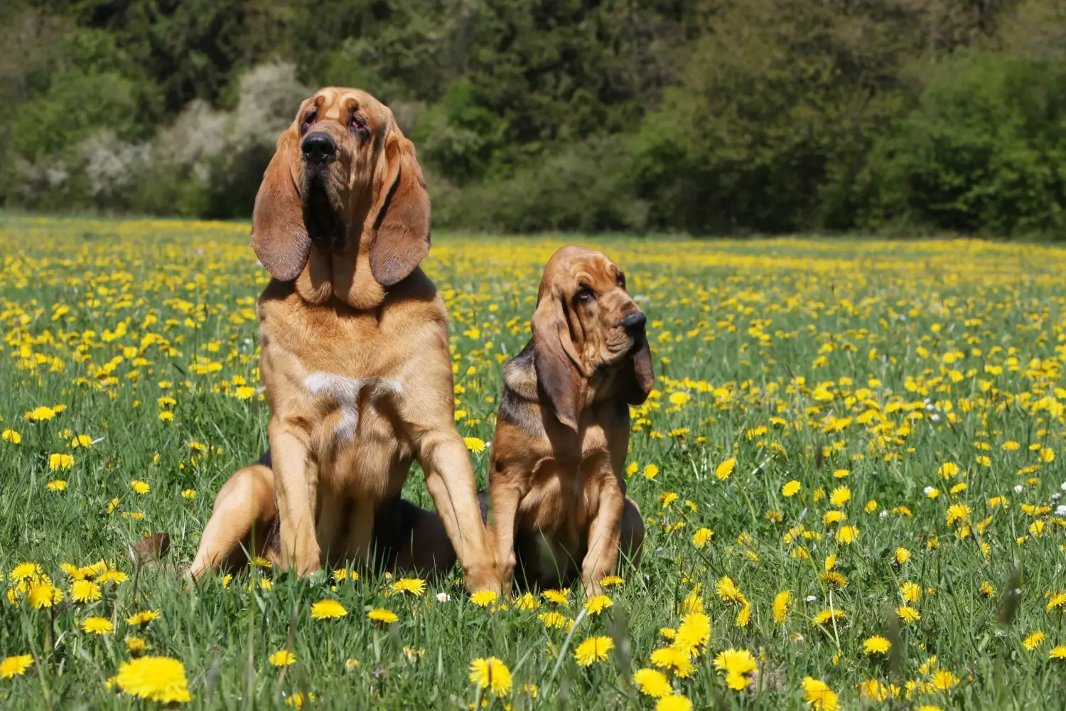 Cumpărarea unui cățel Bloodhound înseamnă asumarea responsabilității! Cumpărați cățeluși Bloodhound.