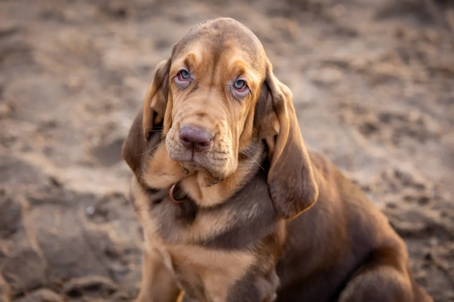 Cumpărarea unui cățel Bloodhound înseamnă asumarea responsabilității! Cumpărați cățeluși Bloodhound.