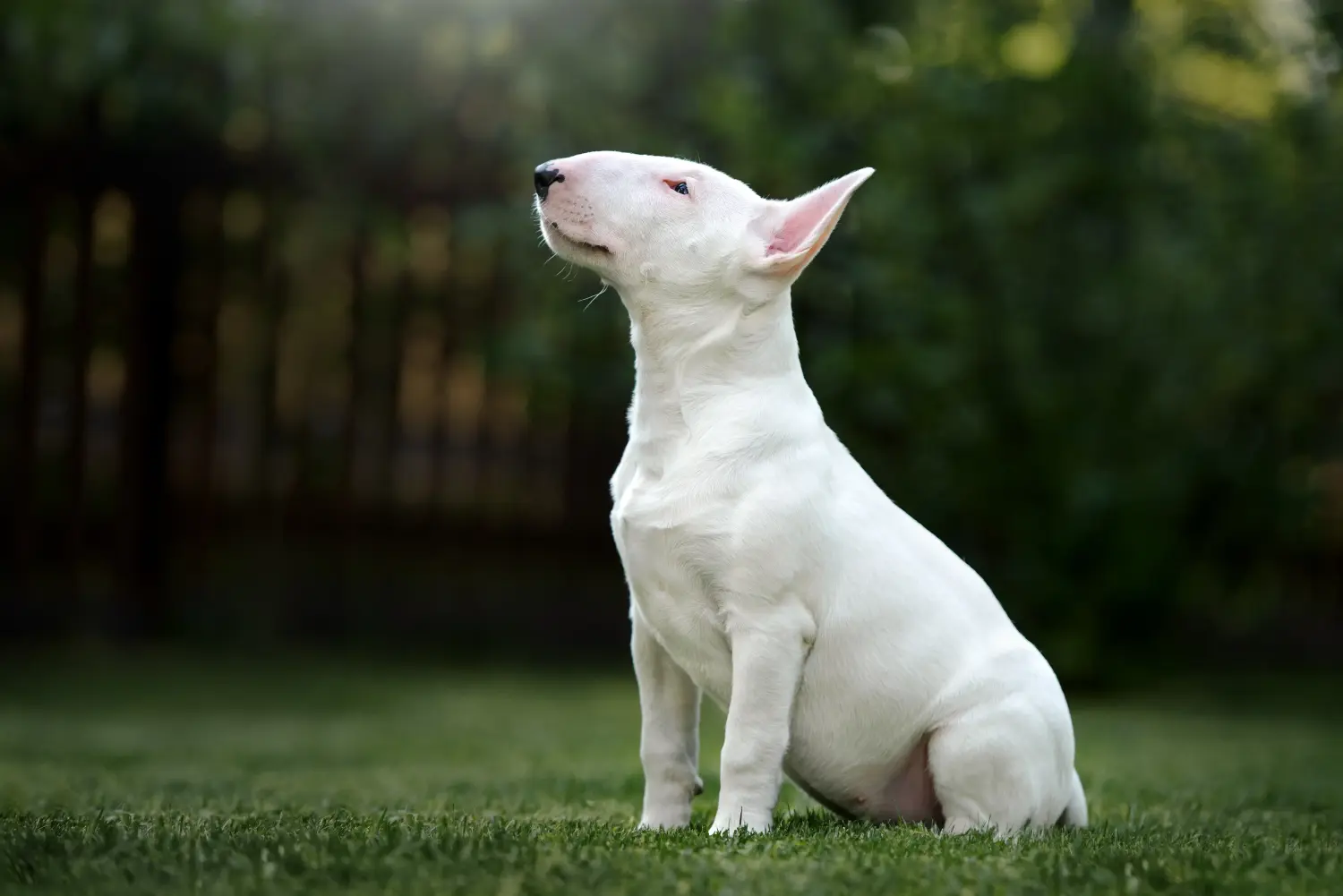 Cumpărarea unui cățel Bull Terrier înseamnă asumarea responsabilității! Cumpărați cățeluși Bull Terrier.