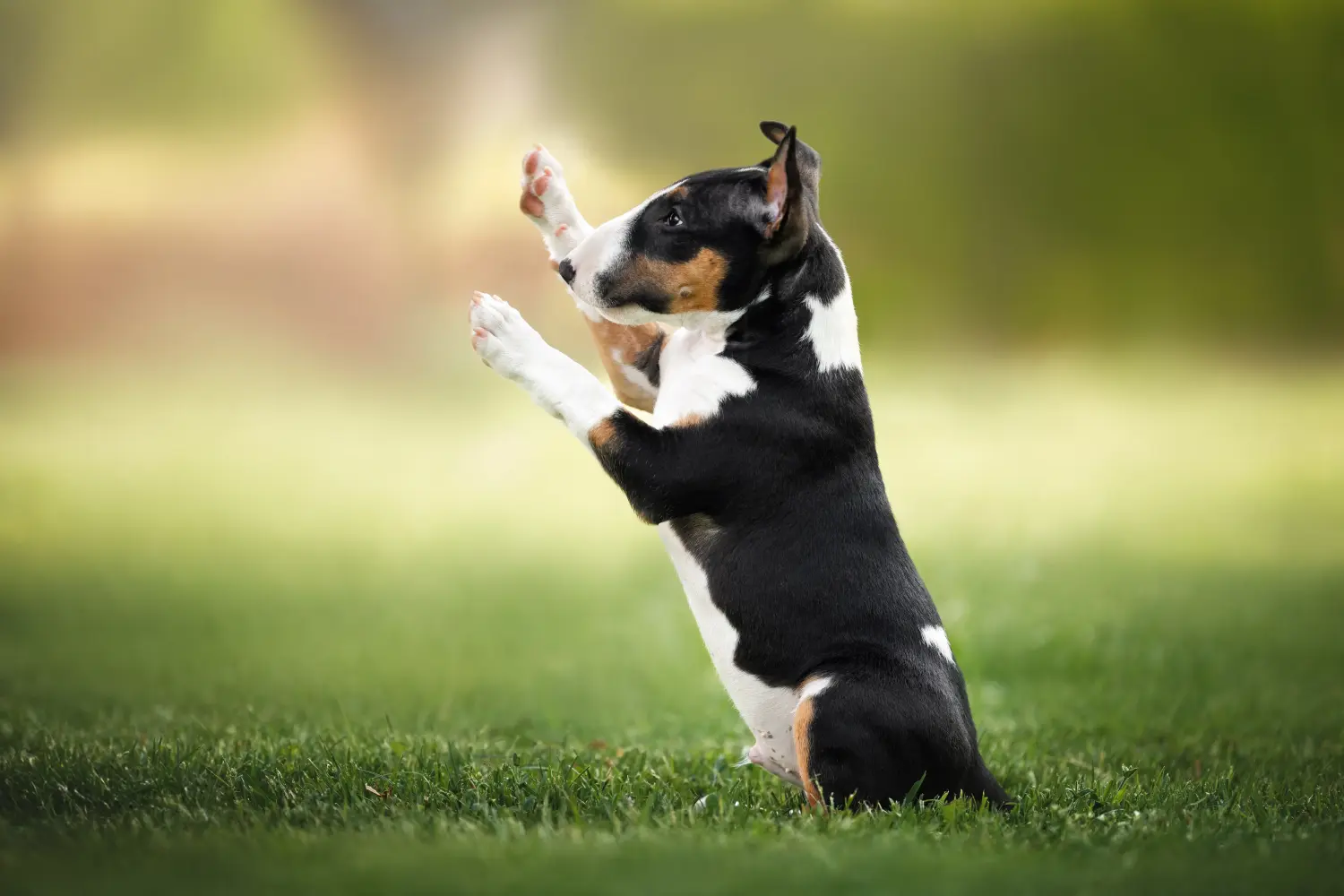 Cumpărarea unui cățel Bull Terrier înseamnă asumarea responsabilității! Cumpărați cățeluși Bull Terrier.