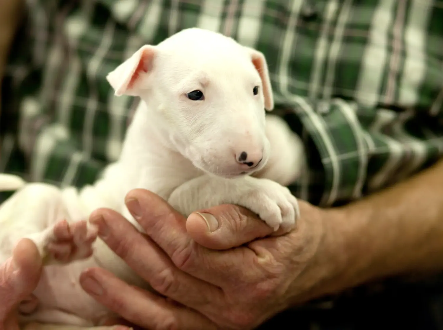 Cumpărarea unui cățel Bull Terrier înseamnă asumarea responsabilității! Cumpărați cățeluși Bull Terrier.