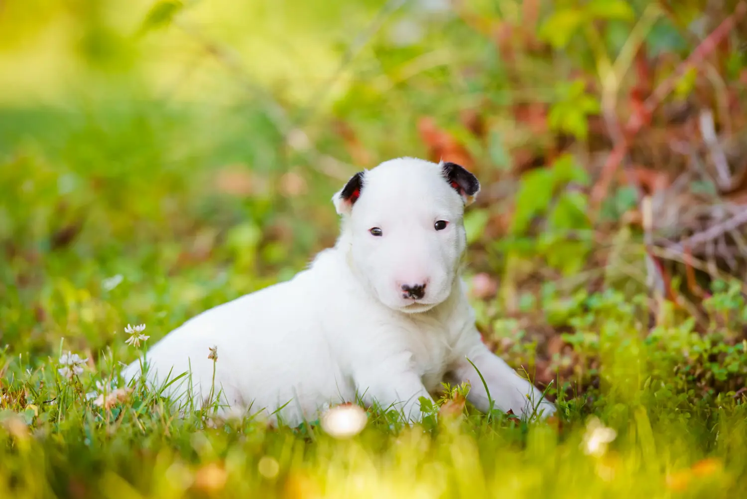 Cumpărarea unui cățel Bull Terrier înseamnă asumarea responsabilității! Cumpărați cățeluși Bull Terrier.