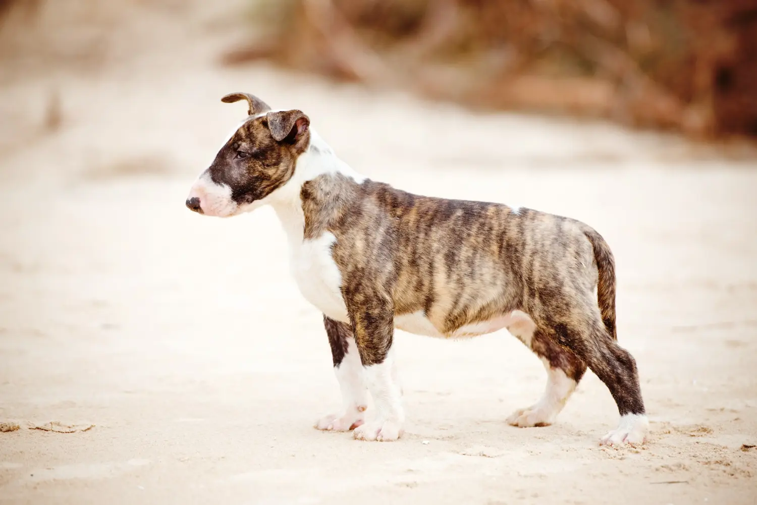 Cumpărarea unui cățel Bull Terrier înseamnă asumarea responsabilității! Cumpărați cățeluși Bull Terrier.