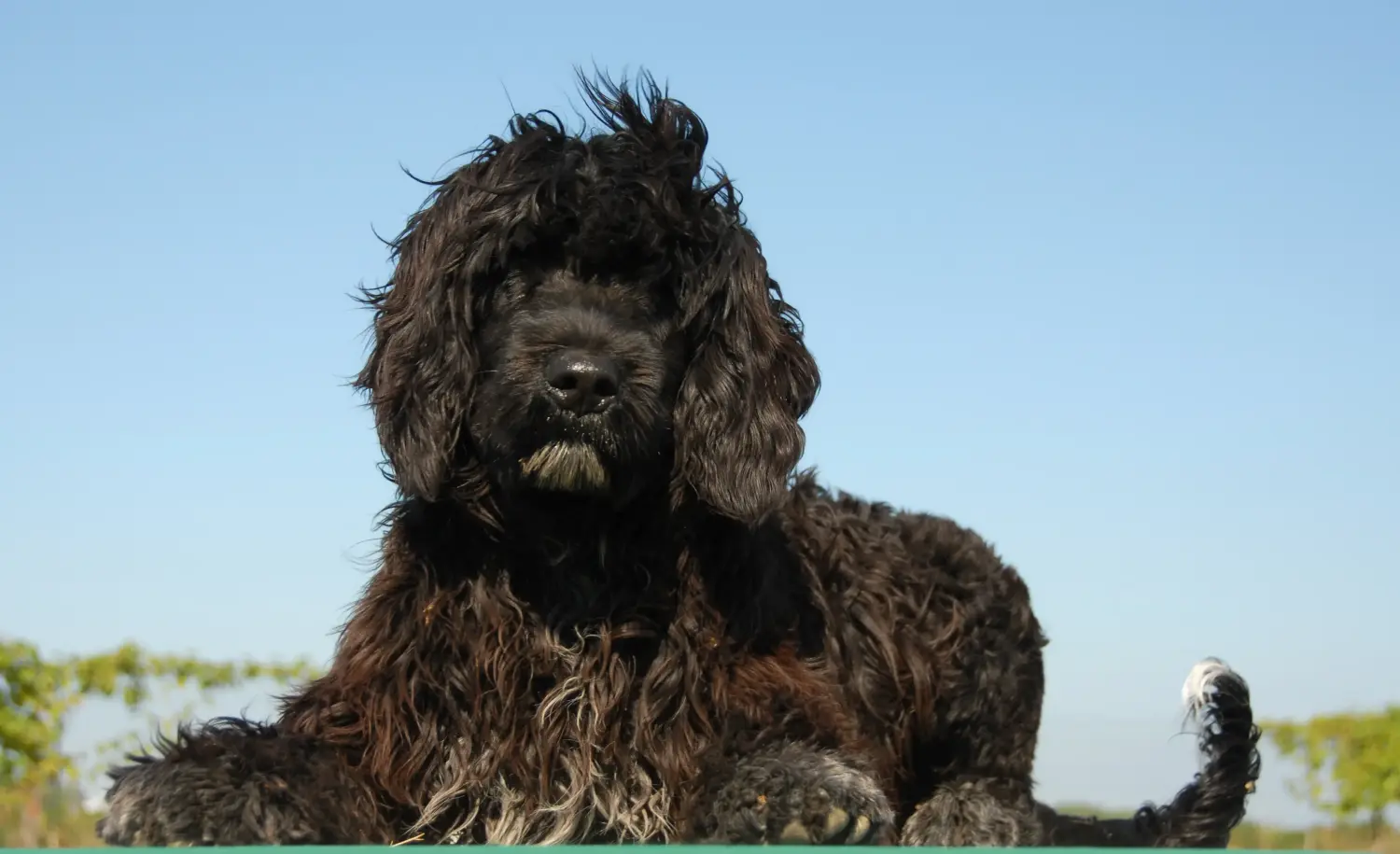 Cumpărarea unui cățel Cão de Agua português înseamnă asumarea responsabilității! Cumpara Cão de Agua português cățeluși.