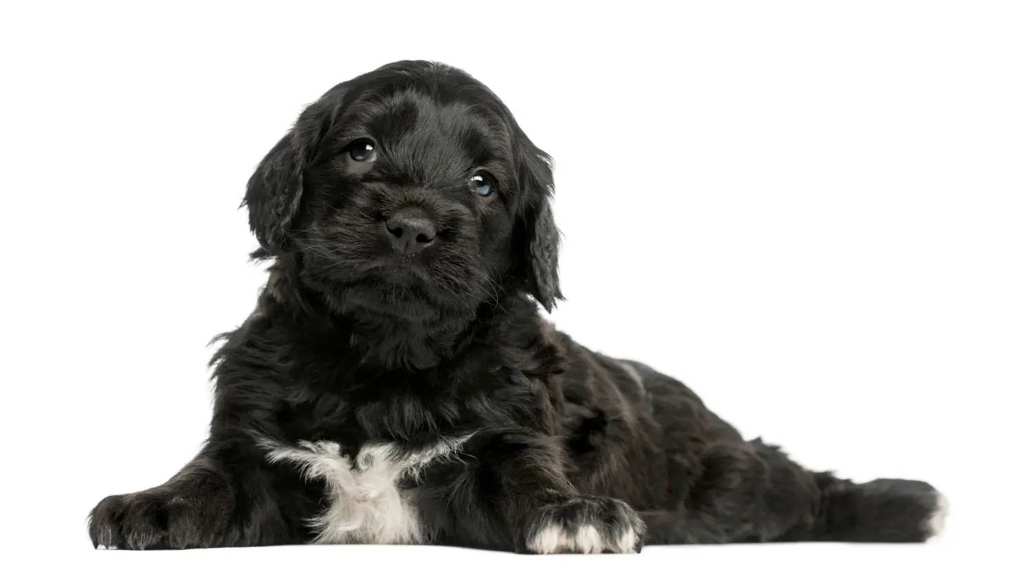 Cumpărarea unui cățel Cão de Agua português înseamnă asumarea responsabilității! Cumpara Cão de Agua português cățeluși.