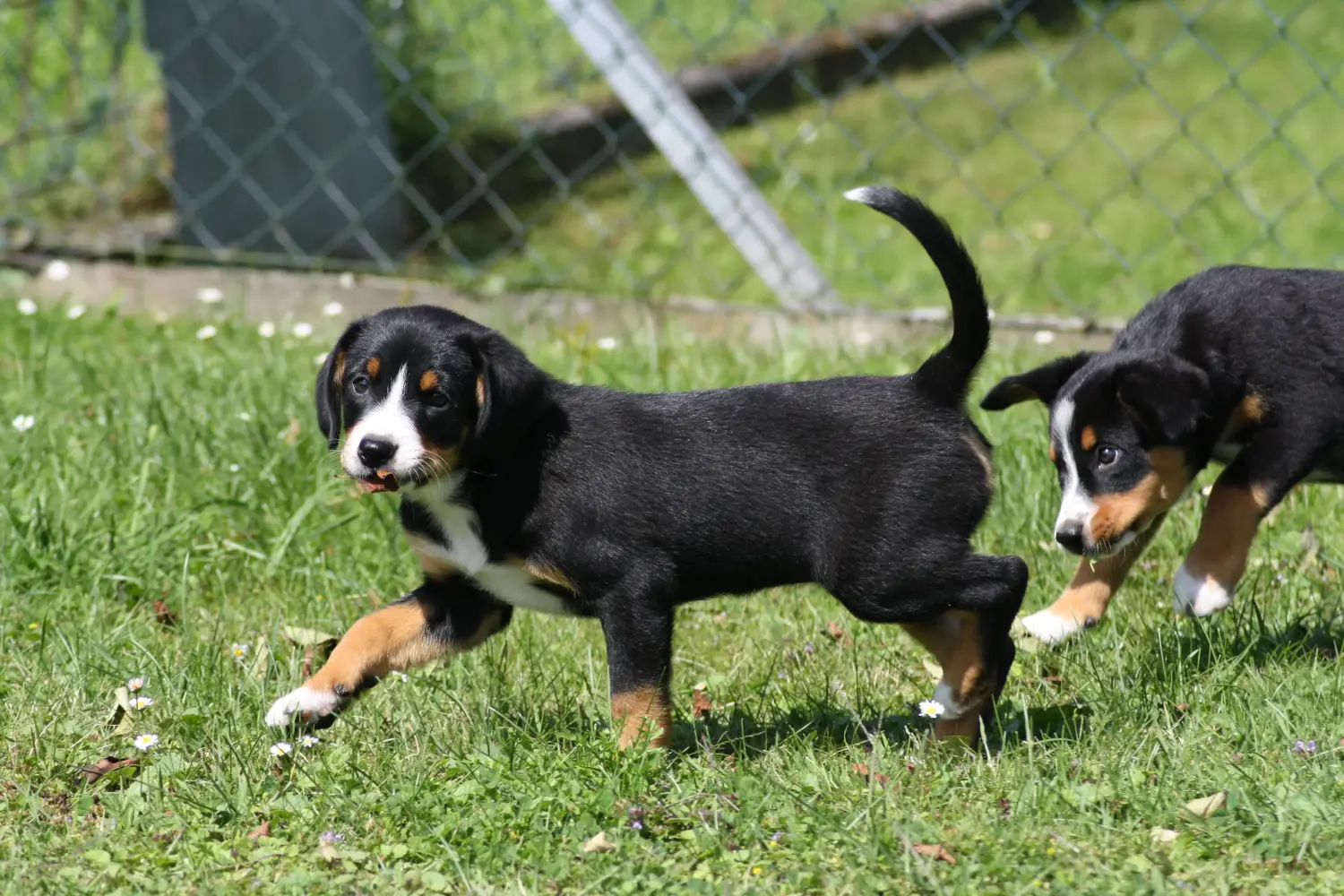 Cumpărarea unui cățeluș Entlebuch Mountain Dog înseamnă asumarea responsabilității! Cumpărați căței Entlebuch Mountain Dog.