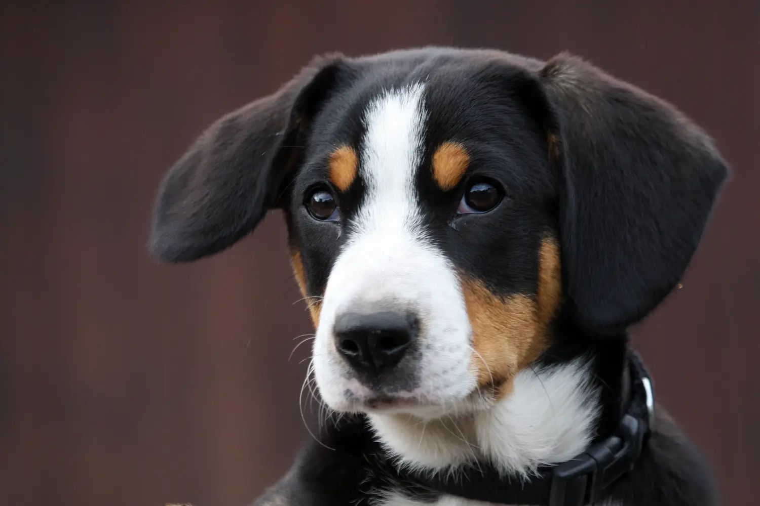 Cumpărarea unui cățeluș Entlebuch Mountain Dog înseamnă asumarea responsabilității! Cumpărați căței Entlebuch Mountain Dog.