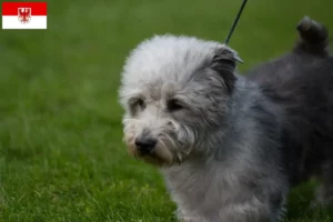 Read more about the article Irish Glen of Imaal Terrier crescători și căței în Brandenburg