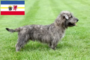 Read more about the article Irish Glen of Imaal Terrier crescători și căței în Mecklenburg-Vorpommern