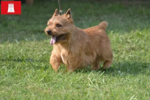 Read more about the article Irish Glen of Imaal Terrier crescători și căței în Hamburg