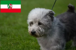 Read more about the article Irish Glen of Imaal Terrier crescători și căței în Renania de Nord-Westfalia