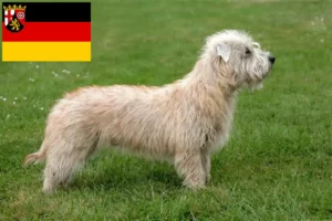 Read more about the article Irish Glen of Imaal Terrier crescători și căței în Rhineland-Palatinate