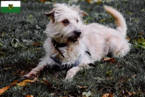 Read more about the article Irish Glen of Imaal Terrier crescători și căței în Saxonia