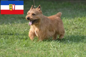 Read more about the article Irish Glen of Imaal Terrier crescători și căței în Schleswig-Holstein