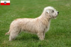 Read more about the article Irish Glen of Imaal Terrier crescători și căței în Thuringia