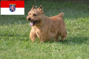 Read more about the article Irish Glen of Imaal Terrier crescători și căței în Hessen