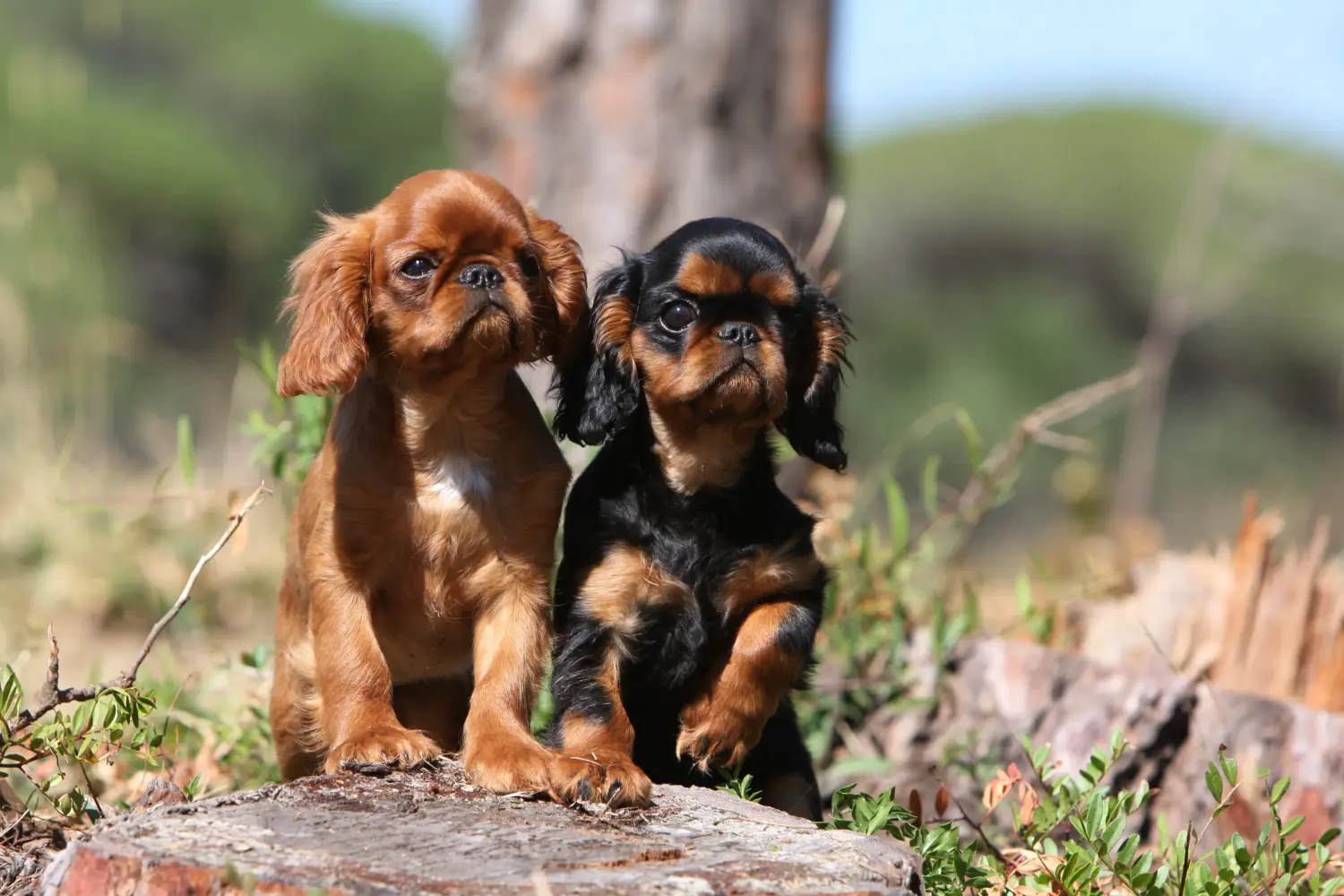 Cumpărarea unui cățel King Charles Spaniel înseamnă asumarea responsabilității! Cumpărați cățeluși King Charles Spaniel.