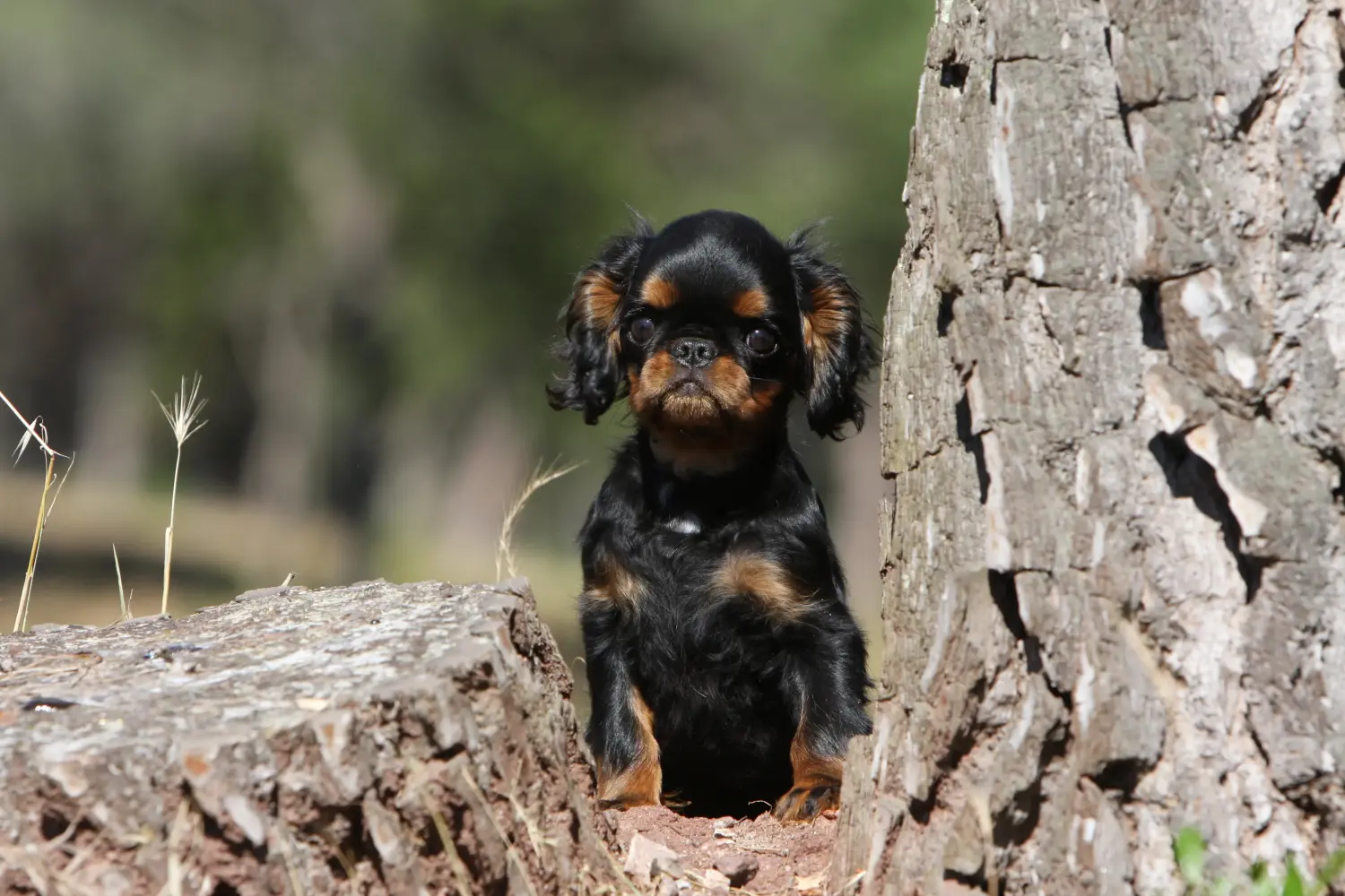 Cumpărarea unui cățel King Charles Spaniel înseamnă asumarea responsabilității! Cumpărați cățeluși King Charles Spaniel.