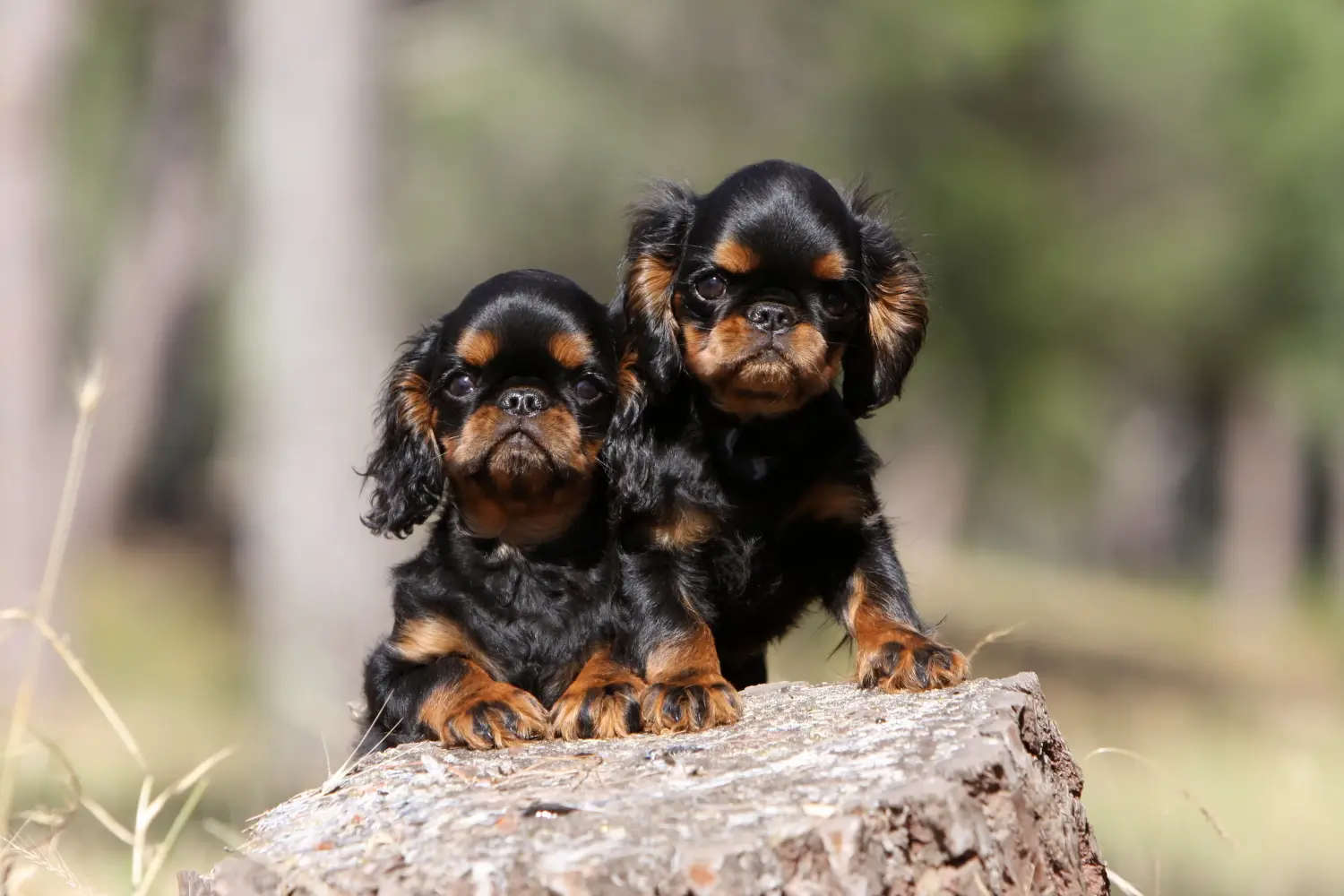 Cumpărarea unui cățel King Charles Spaniel înseamnă asumarea responsabilității! Cumpărați cățeluși King Charles Spaniel.