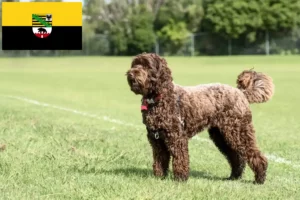 Read more about the article Labradoodle crescători și căței în Saxonia-Anhalt