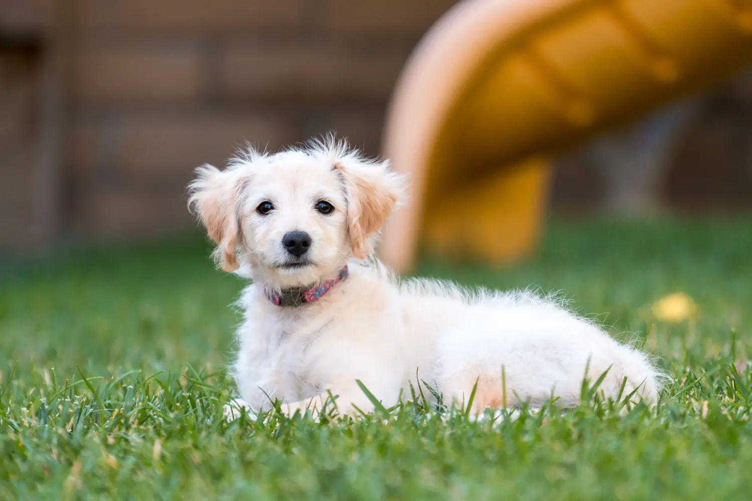 Cumpărarea unui cățel Labradoodle înseamnă asumarea responsabilității! Cumpărați cățeluși Labradoodle.