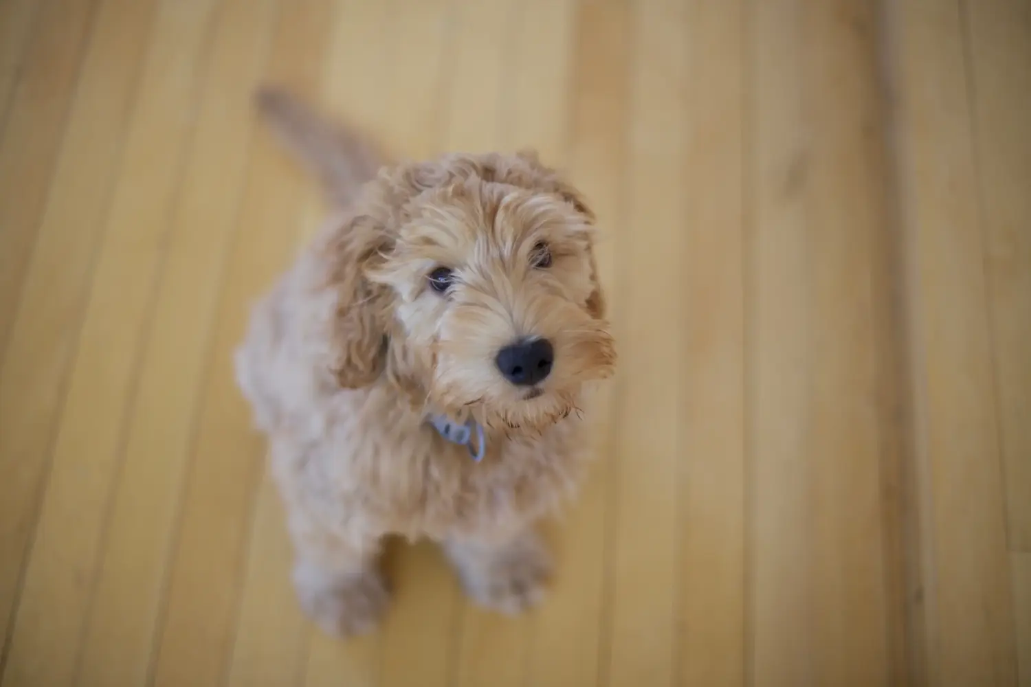 Cumpărarea unui cățel Labradoodle înseamnă asumarea responsabilității! Cumpărați cățeluși Labradoodle.