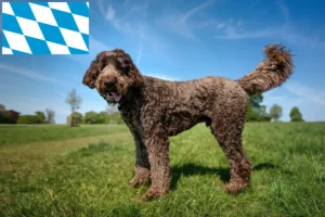 Read more about the article Labradoodle crescători și căței în Bavaria