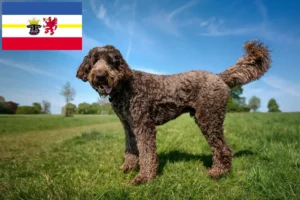 Read more about the article Crescători de Labradoodle și căței în Mecklenburg-Vorpommern
