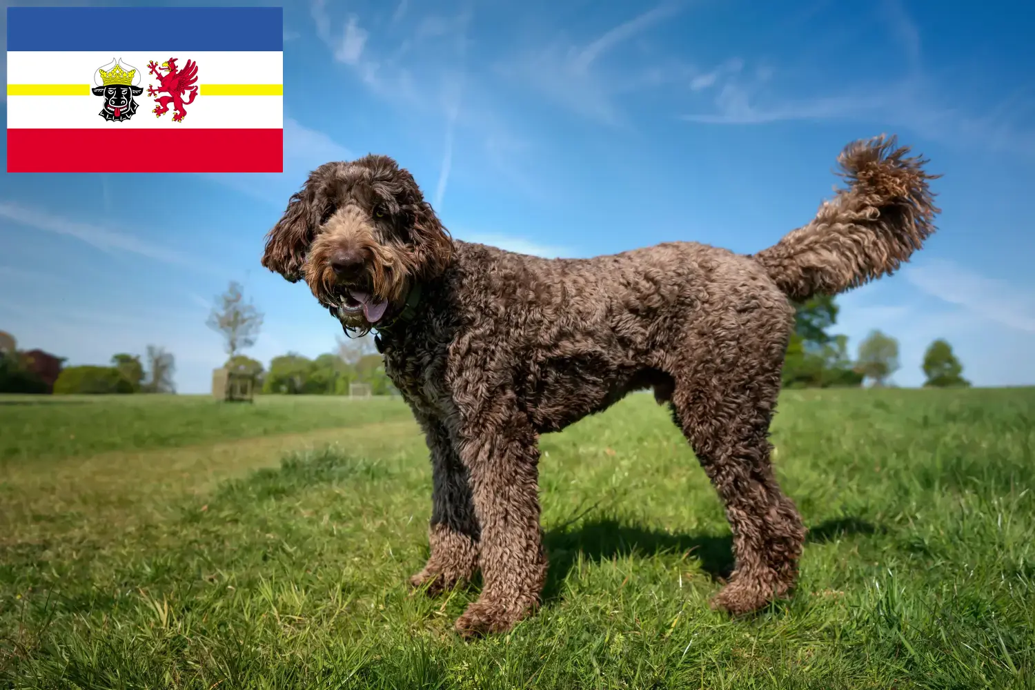 Read more about the article Crescători de Labradoodle și căței în Mecklenburg-Vorpommern