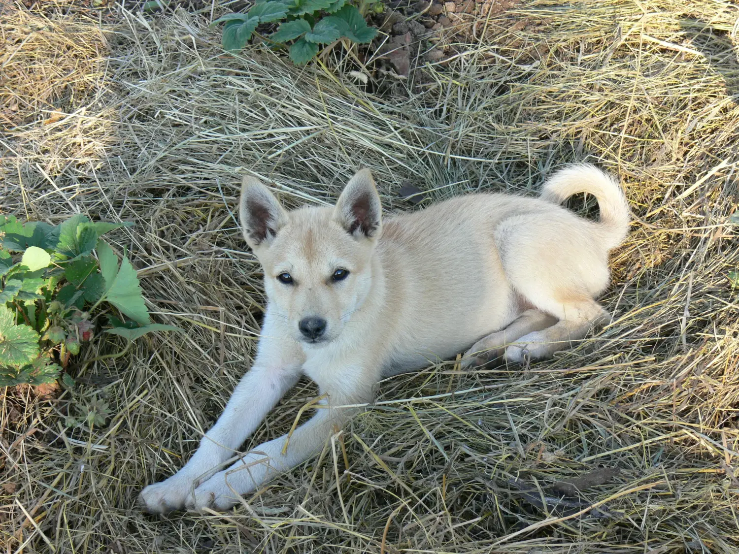 Cumpărarea unui cățel Laika înseamnă asumarea responsabilității! Cumpărați cățeluși Laika.