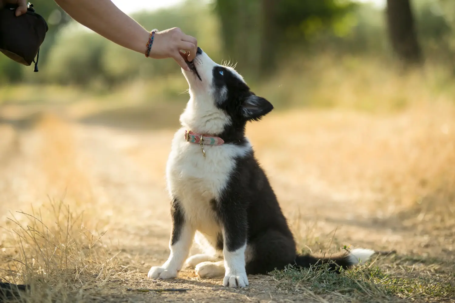 Cumpărarea unui cățel Laika înseamnă asumarea responsabilității! Cumpărați cățeluși Laika.