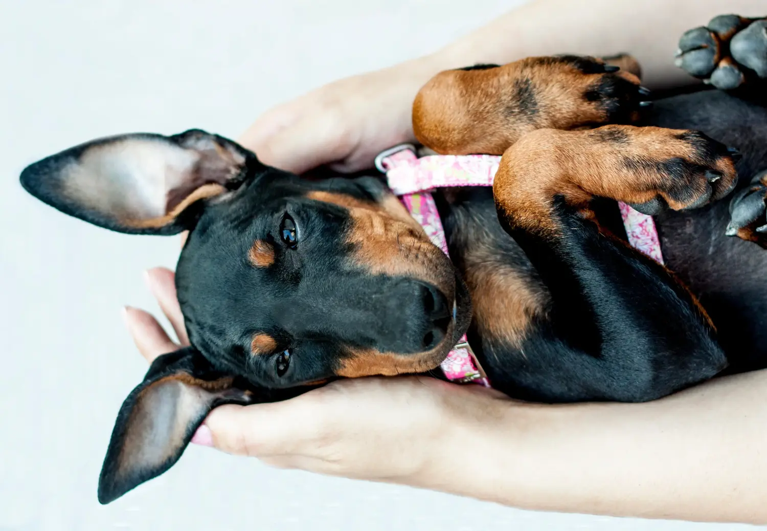 Cumpărarea unui cățeluș Manchester Terrier înseamnă asumarea responsabilității! Cumpărați cățeluși Manchester Terrier.