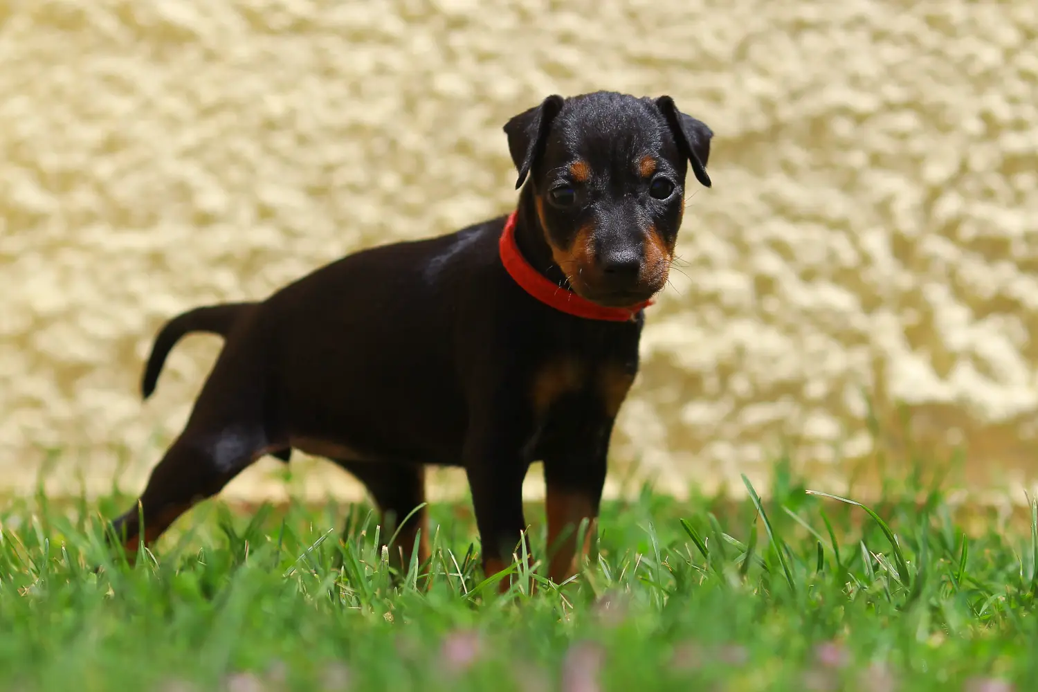 Cumpărarea unui cățeluș Manchester Terrier înseamnă asumarea responsabilității! Cumpărați cățeluși Manchester Terrier.