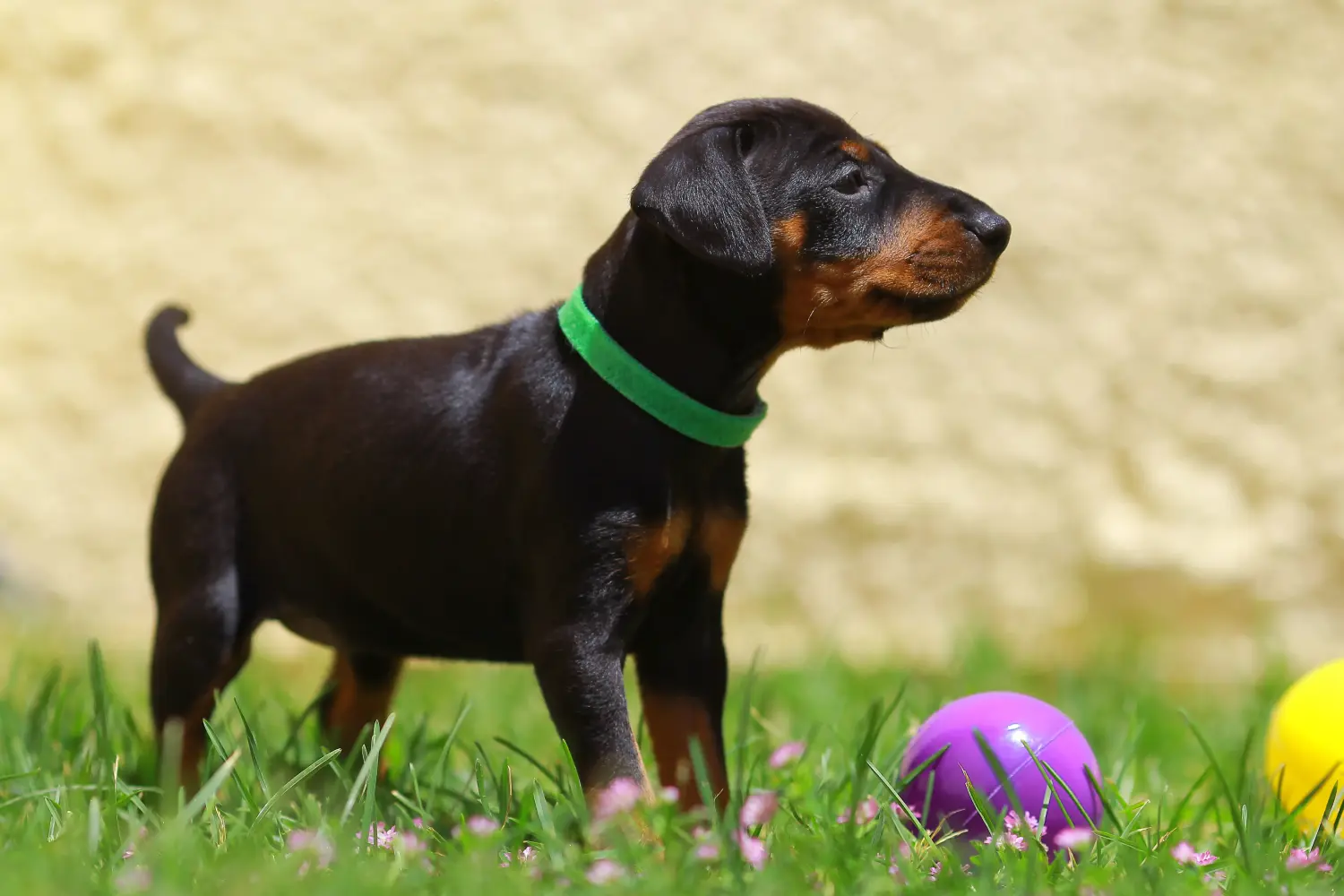 Cumpărarea unui cățeluș Manchester Terrier înseamnă asumarea responsabilității! Cumpărați cățeluși Manchester Terrier.