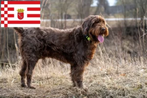 Read more about the article Pudelpointer crescători și căței în Bremen