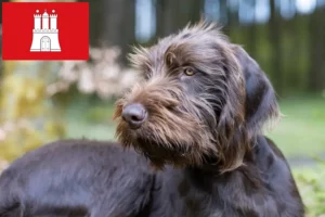 Read more about the article Pudelpointer crescători și căței în Hamburg