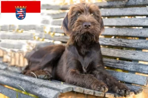 Read more about the article Pudelpointer crescători și căței în Hessen