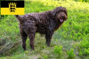 Read more about the article Pudelpointer crescători și căței în Baden-Württemberg