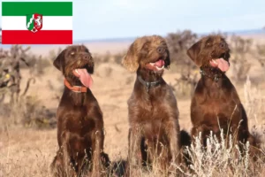 Read more about the article Pudelpointer crescători și căței în Renania de Nord-Westfalia