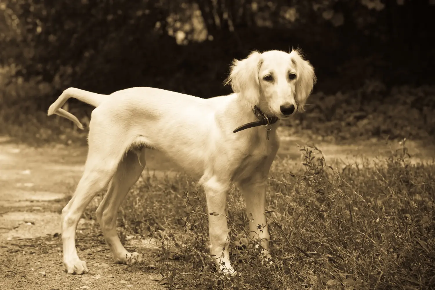 Cumpărarea unui cățel Saluki înseamnă asumarea responsabilității! Cumpărați cățeluși Saluki.